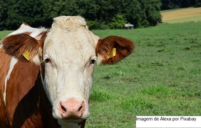 A criação as vacas é uma preocupação, mas os consumidores continuam dispostos a beber leite