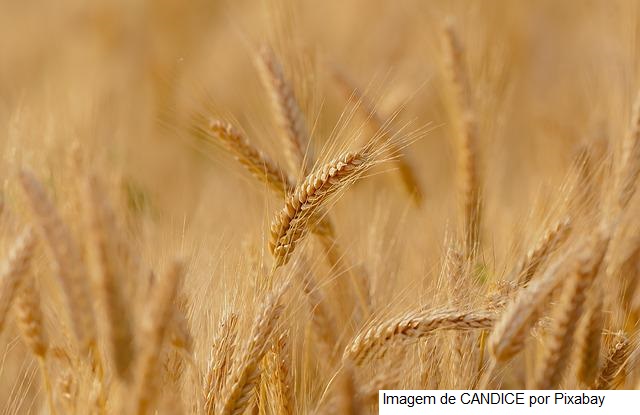 USDA: Vendas semanais de trigo dos EUA da safra 2022/23 ficam acima de 450 mil t