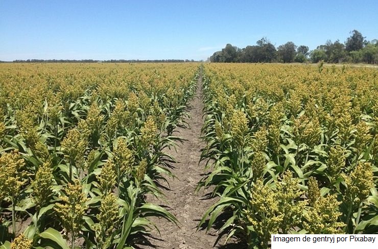 Sorgo e Milheto são destaques na Expodireto 2023