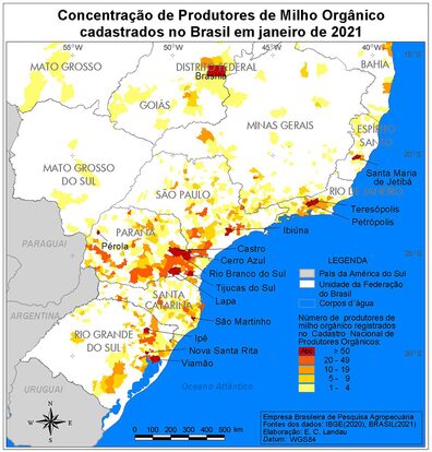 Região Sul concentra mais da metade dos produtores de milho orgânico cadastrados no Brasil