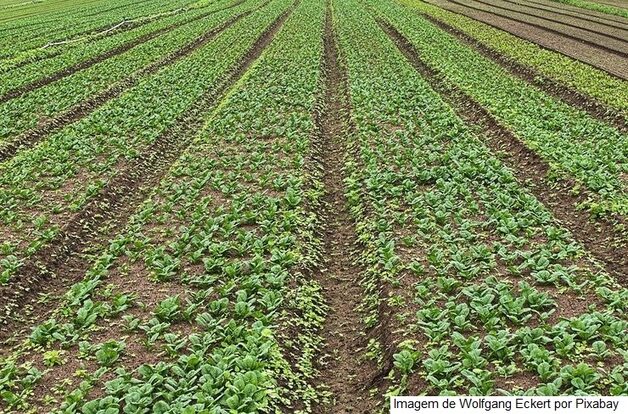 Em janeiro, IBGE prevê safra recorde de 271,9 milhões de toneladas para 2022