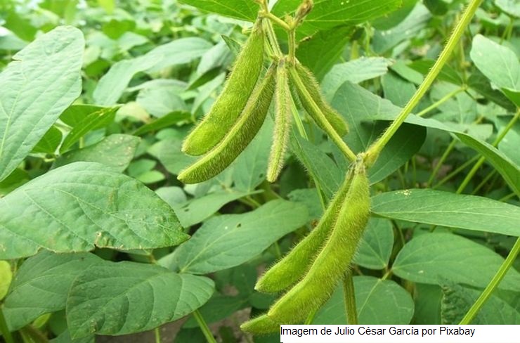 Safra 2023/24: USDA traz plantio da soja ainda acelerado nos EUA e alcançando 19% da área