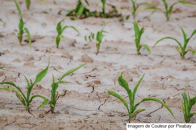 Estudo aponta desafios do seguro rural em meio a mudanças climáticas