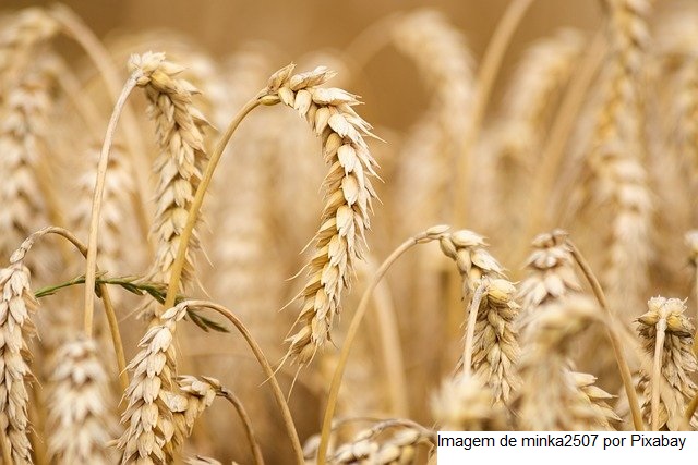 TRIGO/CEPEA: Semeadura deve se intensificar no BR; na AR, área com trigo pode diminuir