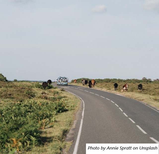 Uruguai – Deixaram de cortar o mato ao lado das rodovias para as vacas pastarem