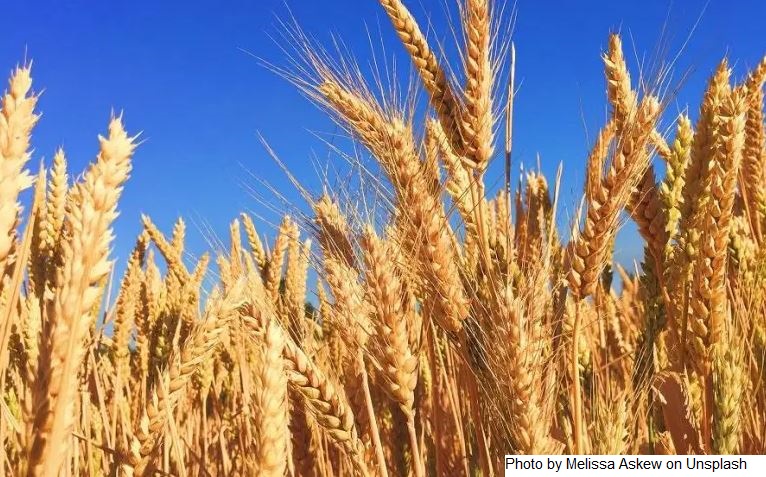 Os preços mundiais dos alimentos recuperam em agosto