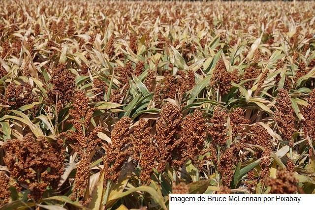 Novas cultivares de sorgo e de milho com elevado potencial produtivo chegam ao mercado