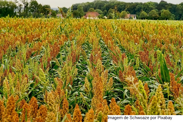 Mapa publica Zoneamento Agrícola do sorgo forrageiro e granífero para safra 2022/2023