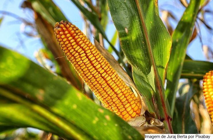 Biorrefinaria de etanol de milho será construída na Bahia