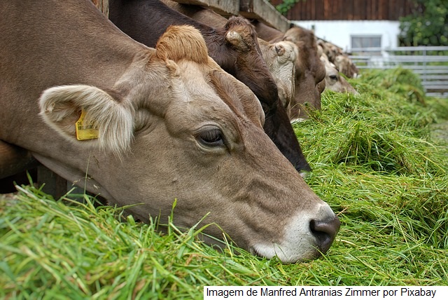 Dendê na alimentação de vacas leiteiras pode baratear produção, aponta pesquisa da UESB