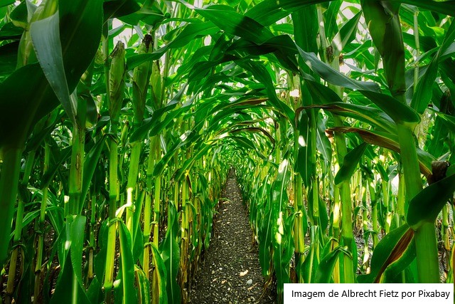 Embrapa Cerrados recebe participantes do IV Diálogo Agroalimentar sobre Água e Agricultura