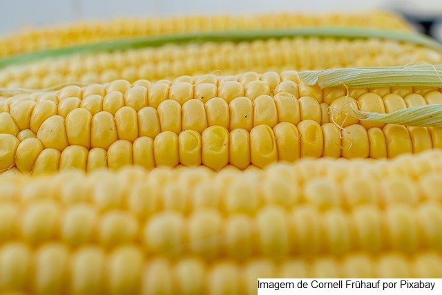 Milho: seca aumenta e agricultores estimam perdas de até 40% em áreas de MT