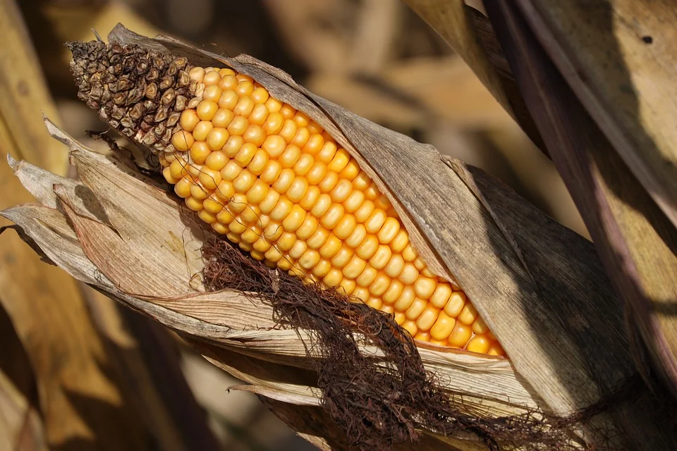 Milho para silagem representa 30% da área de verão do cereal