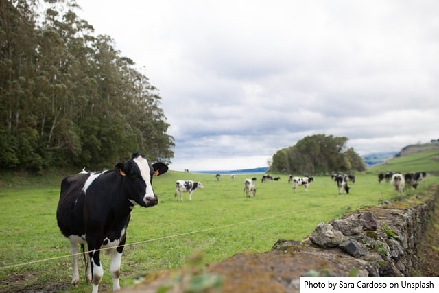 Uruguai - Mudança de tendência na Fonterra e um conflito que prejudica toda a cadeia láctea