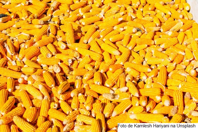 USDA: Embarques semanais de soja, milho e trigo dos EUA ficam dentro das expectativas do mercado