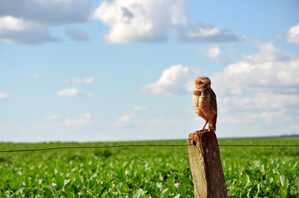 Soja: perspectiva de oferta global ampla prepondera e Chicago tem perdas