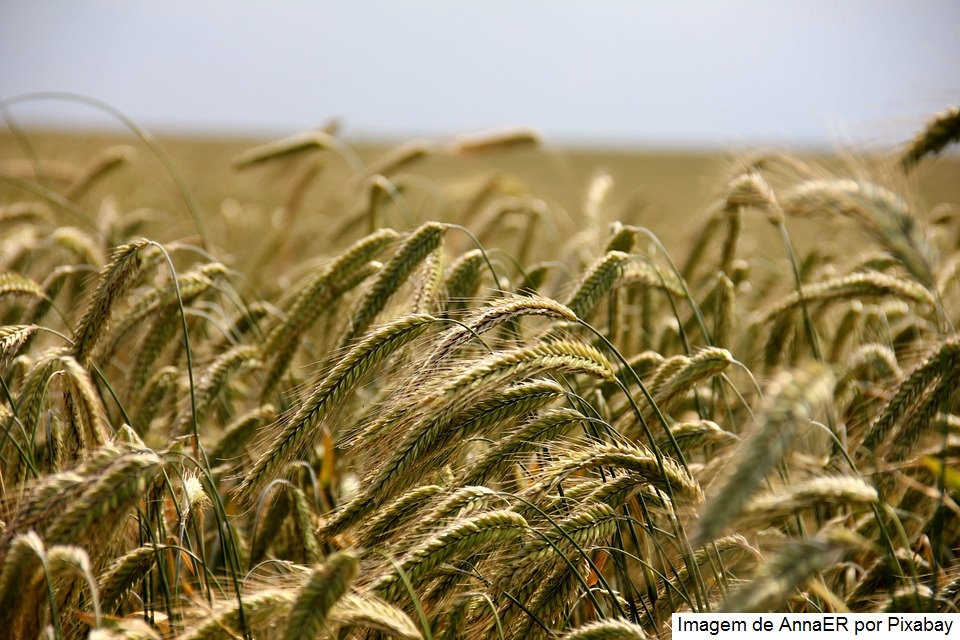 Paraná lança programa para fomentar cultivo de cereais de inverno