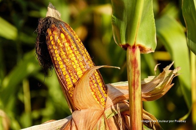 Publicado zoneamento agrícola do milho consorciado com braquiária 1ª safra 2021/2022