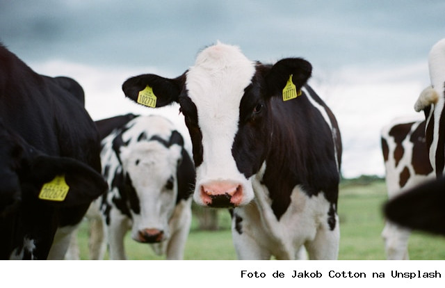 Custo de produção de leite desacelera e sobe 0,2% em junho
