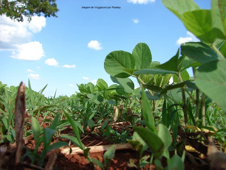 USDA traz dados de área de soja e milho abaixo da expectativa média; preços explodem na CBOT