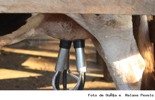 Santa Catarina renova medida para proteger indústria leiteira e garantir competitividade dos produtores locais
