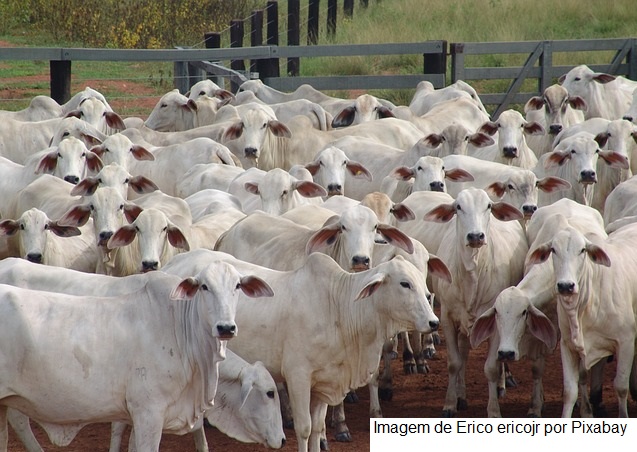 Segunda etapa da campanha contra febre aftosa começa no dia 1º de novembro