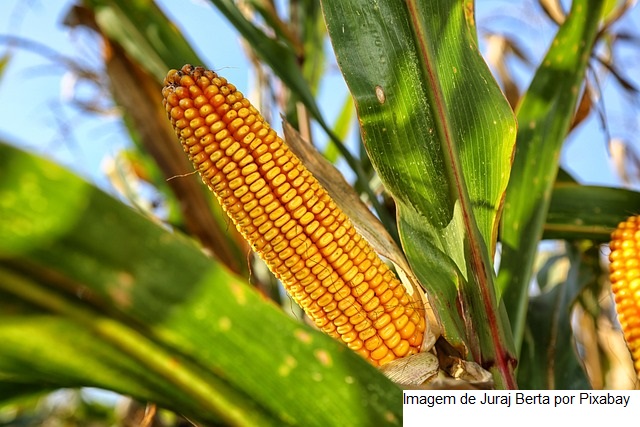 USDA e Argentina sustentam futuros do milho acumulando alta de 3,2% em Chicago