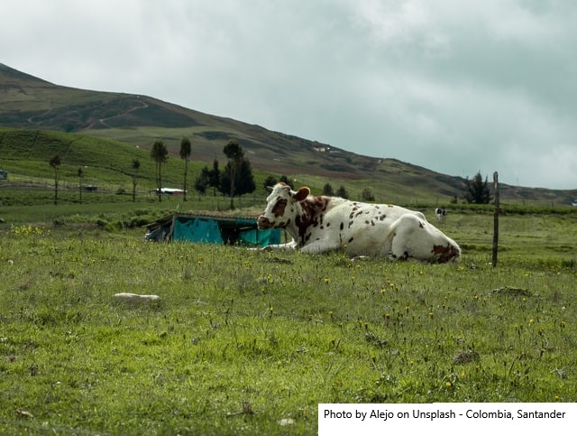 Análise do mercado lácteo da FAO para a América do Sul