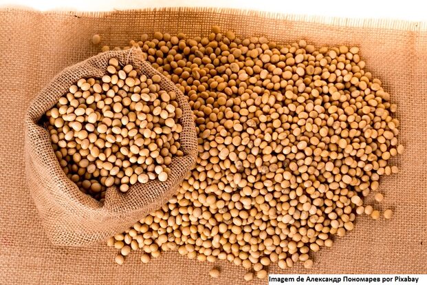 Produção de grãos deverá atingir 330 milhões de toneladas na próxima década