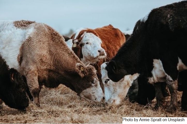 RU – Dairy Roadmap anuncia objetivo histórico climático de Emissão Zero