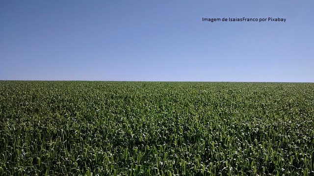 Boletim de Monitoramento Agrícola destaca falta de chuvas e condições das lavouras de grãos