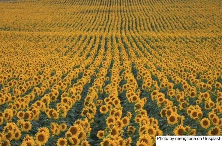 Quais os impactos no comércio dos mercados agrícolas?