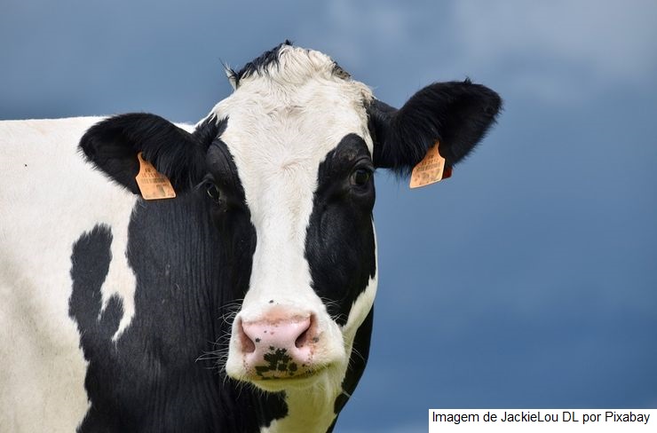 Vaca ganha ventilador para produzir leite ‘sustentável’