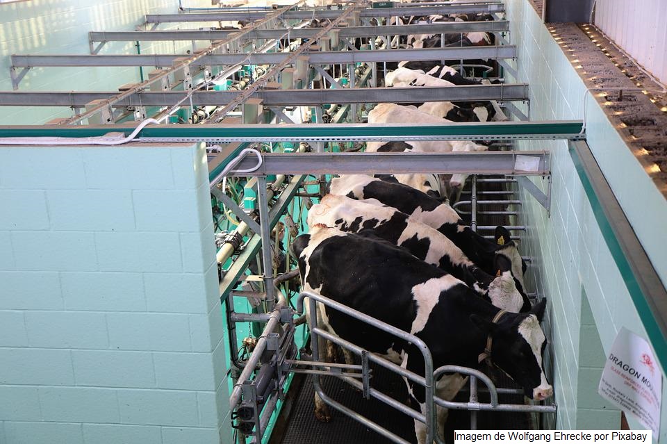Fazendas de leite a pasto bem manejadas superam sistemas intensivos em produtividade hídrica