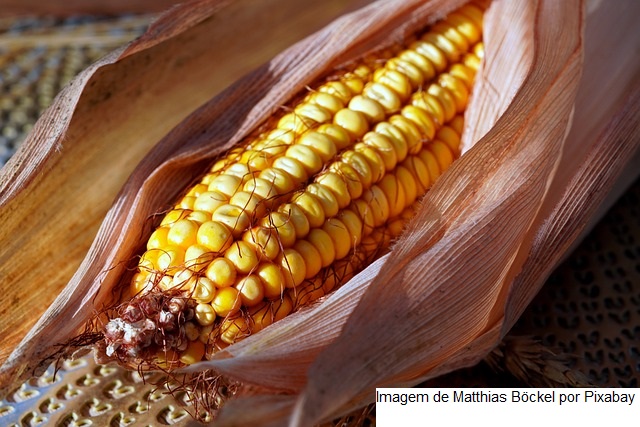 USDA informa venda de mais de 104 mil t de milho nesta 4ª feira (31)