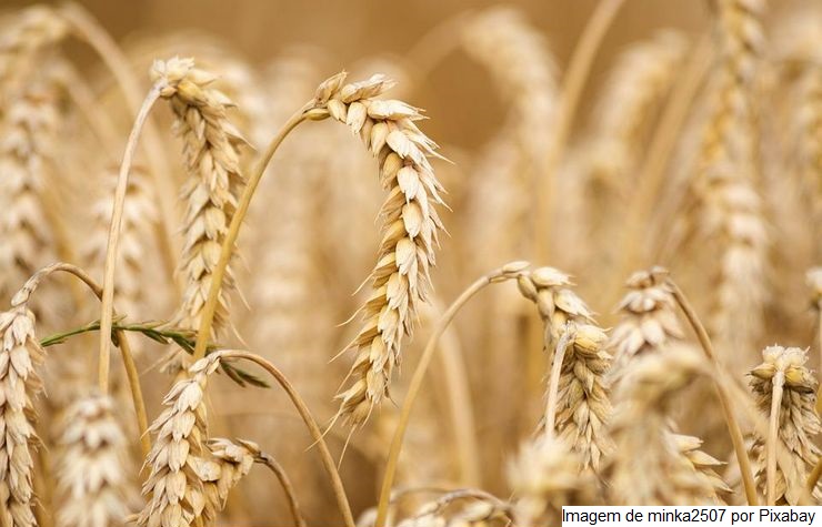 Trigo: expansão da área não significa risco de desmatamento, diz Embrapa