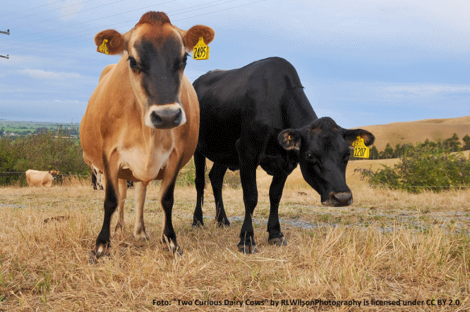 Argentina – Crise do setor lácteo agrava a perda de competitividade da produção e da indústria