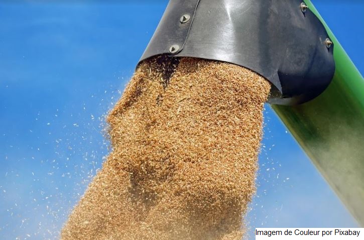 USDA corta projeções de safra e estoques globais de trigo em 2021/22