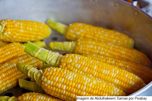 MATO GROSSO DO SUL – Painel de custos de produção de milho em Dourados será realizado na quarta-feira, 15
