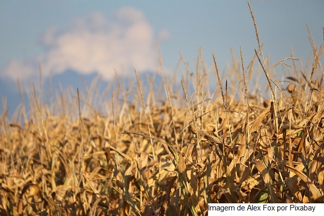 Garantia-Safra autoriza pagamento para mais de 74 mil agricultores familiares em janeiro