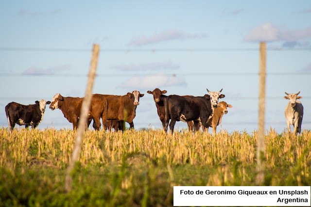 Argentina – Preocupante queda da produção de leite em decorrência da seca