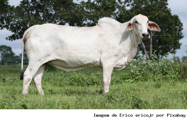 Novo indutor de ovulação aumenta em até 9% a taxa de gravidez em vacas