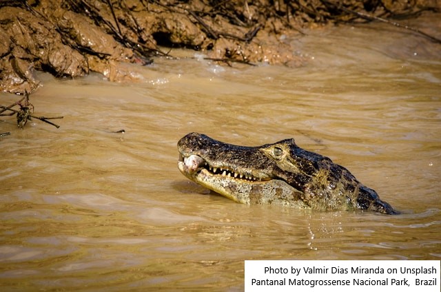 Pantanal poderá ter crise hídrica histórica em 2024, aponta estudo