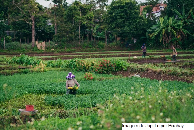 Rio de Janeiro conta com 52 entidades habilitadas pelo Mapa para a emissão do novo Cadastro Nacional da Agricultura Familiar