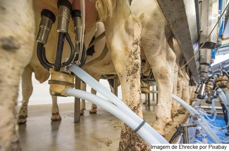 MT: produtores de leite falam em suspender entregas a laticínios após queda no preço pago