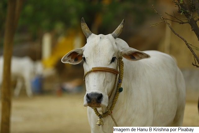 Índia – Um vírus que afetou dois milhões de vacas
