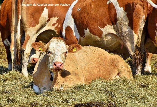 Projeto Campo Futuro inicia levantamento de custos de produção em 2021