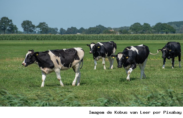 De cinco vacas a 700 litros dia: Amor pelo leite e indústria parceira faz a diferença