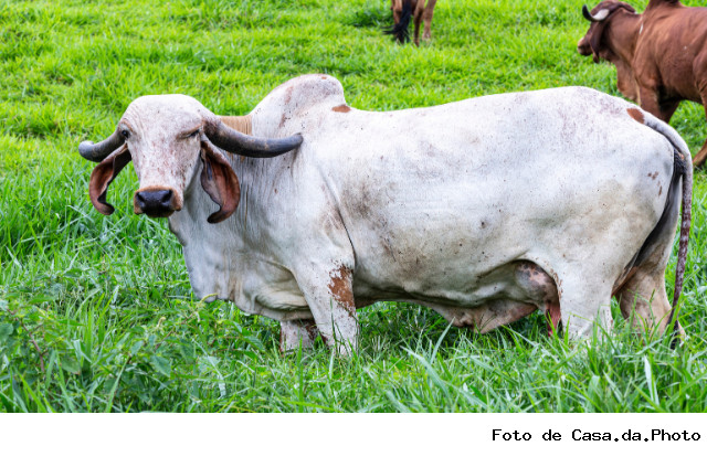 Vaca Gir Leiteiro atinge R$ 5,04 milhões, quebra recorde e se torna a mais valiosa do mundo