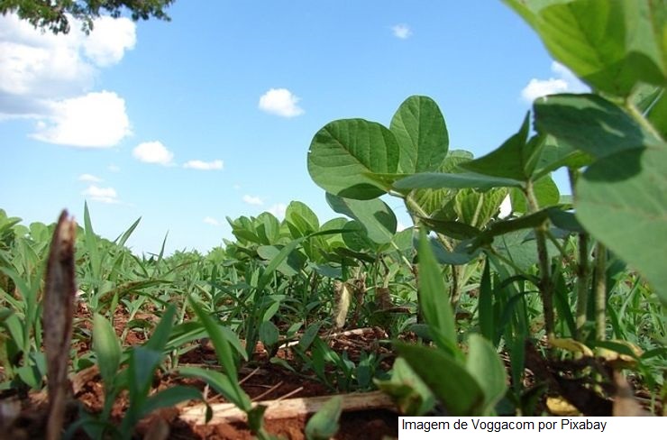 USDA: Embarques semanais de soja e milho dos EUA ficam dentro do esperado; milho abaixo